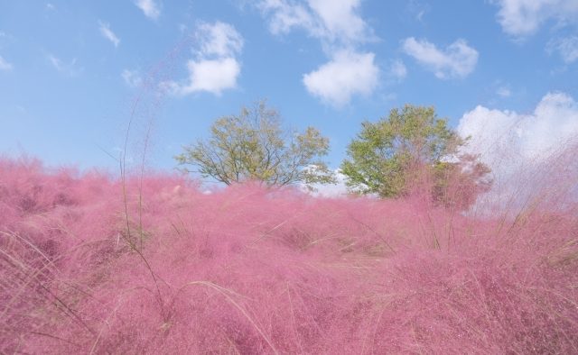9月28日(日)そろそろ秋っぽい撮影してもいいんじゃない?@長居植物園