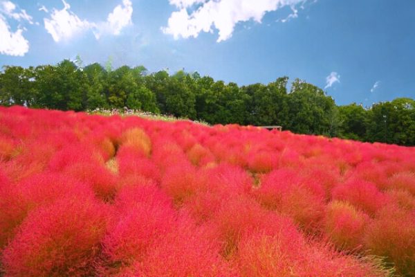 10月18日(土)もふもふとひらひらの、はざまで - 画像 (3)