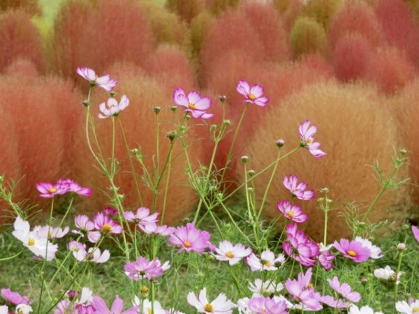 10月18日(土)もふもふとひらひらの、はざまで - 画像 (4)