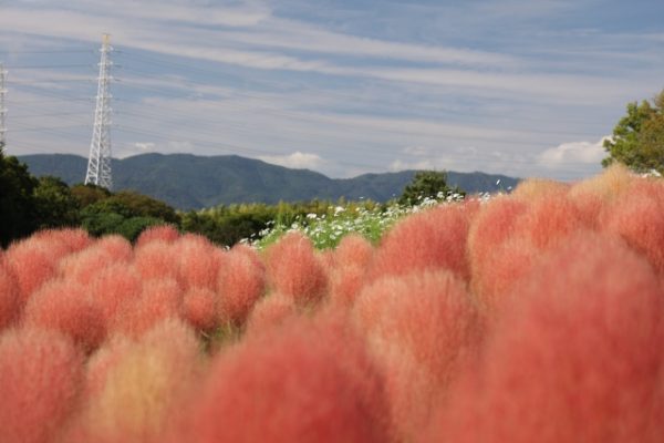10月18日(土)もふもふとひらひらの、はざまで - 画像 (7)