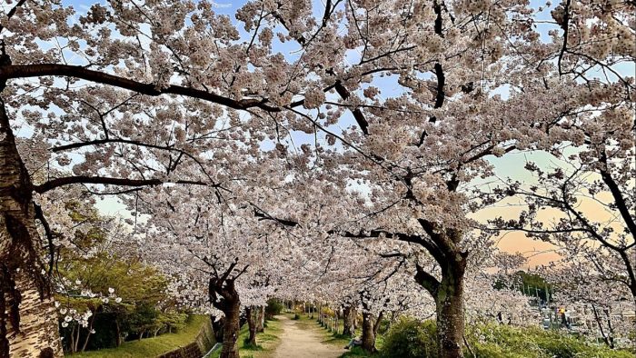 4月4日(土) 妙見河原、桜の隠れ家🌸