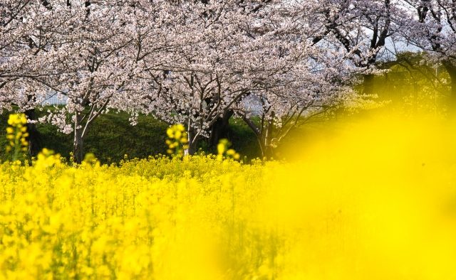 4月5日(日)菜の花と桜で溢れる色彩／藤原宮跡