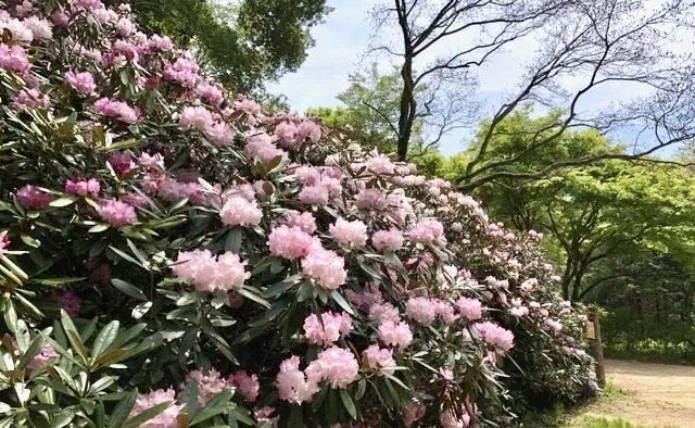 4月26日(日) 新緑とつつじ・しゃくなげ自然派ポトレ
