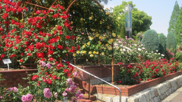 5月17日(日) 豊中・艶やかな春薔薇〜ニノ切池公園