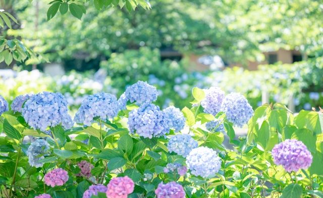 6月13日(土)  しとしと、ふわり。紫陽花ぽとれ＠苦楽園口